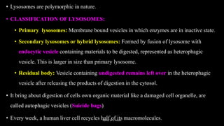 • Lysosomes are polymorphic in nature.
• CLASSIFICATION OF LYSOSOMES:
• Primary lysosomes: Membrane bound vesicles in which enzymes are in inactive state.
• Secondary lysosomes or hybrid lysosomes: Formed by fusion of lysosome with
endocytic vesicle containing materials to be digested, represented as heterophagic
vesicle. This is larger in size than primary lysosome.
• Residual body: Vesicle containing undigested remains left over in the heterophagic
vesicle after releasing the products of digestion in the cytosol.
• It bring about digestion of cells own organic material like a damaged cell organelle, are
called autophagic vesicles (Suicide bags)
• Every week, a human liver cell recycles half of its macromolecules.
Rahul Sir's notes
 