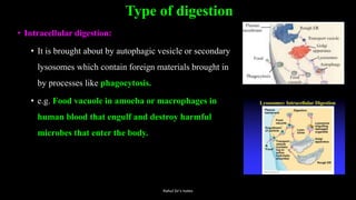 Type of digestion
• Intracellular digestion:
• It is brought about by autophagic vesicle or secondary
lysosomes which contain foreign materials brought in
by processes like phagocytosis.
• e.g. Food vacuole in amoeba or macrophages in
human blood that engulf and destroy harmful
microbes that enter the body.
Rahul Sir's notes
 
