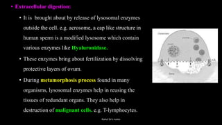 • Extracellular digestion:
• It is brought about by release of lysosomal enzymes
outside the cell. e.g. acrosome, a cap like structure in
human sperm is a modified lysosome which contain
various enzymes like Hyaluronidase.
• These enzymes bring about fertilization by dissolving
protective layers of ovum.
• During metamorphosis process found in many
organisms, lysosomal enzymes help in reusing the
tissues of redundant organs. They also help in
destruction of malignant cells. e.g. T-lymphocytes.
Rahul Sir's notes
 