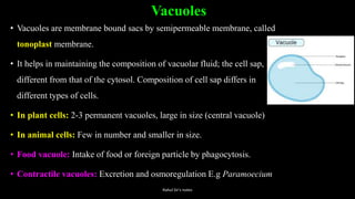 Vacuoles
• Vacuoles are membrane bound sacs by semipermeable membrane, called
tonoplast membrane.
• It helps in maintaining the composition of vacuolar fluid; the cell sap,
different from that of the cytosol. Composition of cell sap differs in
different types of cells.
• In plant cells: 2-3 permanent vacuoles, large in size (central vacuole)
• In animal cells: Few in number and smaller in size.
• Food vacuole: Intake of food or foreign particle by phagocytosis.
• Contractile vacuoles: Excretion and osmoregulation E.g Paramoecium
Rahul Sir's notes
 