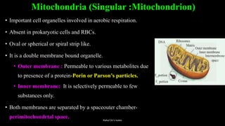 Mitochondria (Singular :Mitochondrion)
• Important cell organelles involved in aerobic respiration.
• Absent in prokaryotic cells and RBCs.
• Oval or spherical or spiral strip like.
• It is a double membrane bound organelle.
• Outer membrane : Permeable to various metabolites due
to presence of a protein-Porin or Parson’s particles.
• Inner membrane: It is selectively permeable to few
substances only.
• Both membranes are separated by a spaceouter chamber-
perimitochondrtal space. Rahul Sir's notes
 