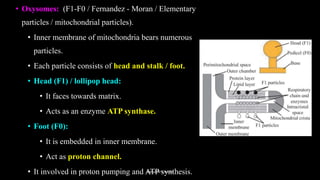 • Oxysomes: (F1-F0 / Fernandez - Moran / Elementary
particles / mitochondrial particles).
• Inner membrane of mitochondria bears numerous
particles.
• Each particle consists of head and stalk / foot.
• Head (F1) / lollipop head:
• It faces towards matrix.
• Acts as an enzyme ATP synthase.
• Foot (F0):
• It is embedded in inner membrane.
• Act as proton channel.
• It involved in proton pumping and ATP synthesis.
Rahul Sir's notes
 