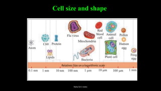 Cell size and shape
Rahul Sir's notes
 