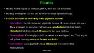 Plastids
• Double walled organelles containing DNA, RNA and 70S ribosomes.
• But they are larger in size and can be observed under light microscope.
• Plastids are classified according to the pigments present:
• Leucoplasts: Do not contain any pigments, they are of various shapes and sizes.
These are meant for storage of nutrients. e.g. Amyloplasts that store starch,
Elaioplasts that store oils and Aleuroplasts that store proteins.
• Chromoplasts: Contain pigments like carotene and xanthophyll, etc. They impart
red, yellow or orange colour to flowers and fruits.
• Chloroplasts: Green pigment contain chlorophyll which is used for
photosynthesis.
Rahul Sir's notes
 