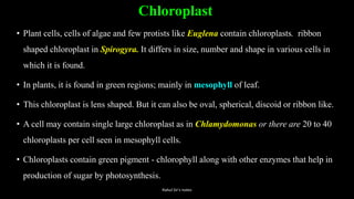 Chloroplast
• Plant cells, cells of algae and few protists like Euglena contain chloroplasts. ribbon
shaped chloroplast in Spirogyra. It differs in size, number and shape in various cells in
which it is found.
• In plants, it is found in green regions; mainly in mesophyll of leaf.
• This chloroplast is lens shaped. But it can also be oval, spherical, discoid or ribbon like.
• A cell may contain single large chloroplast as in Chlamydomonas or there are 20 to 40
chloroplasts per cell seen in mesophyll cells.
• Chloroplasts contain green pigment - chlorophyll along with other enzymes that help in
production of sugar by photosynthesis.
Rahul Sir's notes
 