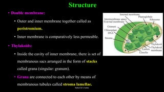Structure
• Double membrane:
• Outer and inner membrane together called as
peristromium.
• Inner membrane is comparatively less permeable.
• Thylakoids:
• Inside the cavity of inner membrane, there is set of
membranous sacs arranged in the form of stacks
called grana (singular: granum).
• Grana are connected to each other by means of
membranous tubules called stroma lamellae.
Rahul Sir's notes
 