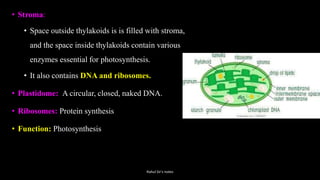 • Stroma:
• Space outside thylakoids is is filled with stroma,
and the space inside thylakoids contain various
enzymes essential for photosynthesis.
• It also contains DNA and ribosomes.
• Plastidome: A circular, closed, naked DNA.
• Ribosomes: Protein synthesis
• Function: Photosynthesis
Rahul Sir's notes
 