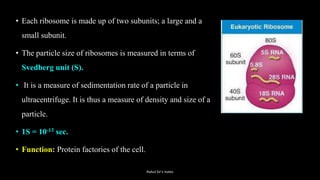 • Each ribosome is made up of two subunits; a large and a
small subunit.
• The particle size of ribosomes is measured in terms of
Svedberg unit (S).
• It is a measure of sedimentation rate of a particle in
ultracentrifuge. It is thus a measure of density and size of a
particle.
• 1S = 10-13 sec.
• Function: Protein factories of the cell.
Rahul Sir's notes
 