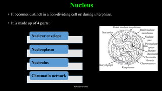 Nucleus
• It becomes distinct in a non-dividing cell or during interphase.
• It is made up of 4 parts:
Nuclear envelope
Nucleoplasm
Nucleolus
Chromatin network
Rahul Sir's notes
 