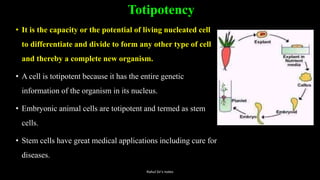 Totipotency
• It is the capacity or the potential of living nucleated cell
to differentiate and divide to form any other type of cell
and thereby a complete new organism.
• A cell is totipotent because it has the entire genetic
information of the organism in its nucleus.
• Embryonic animal cells are totipotent and termed as stem
cells.
• Stem cells have great medical applications including cure for
diseases.
Rahul Sir's notes
 