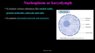Nucleoplasm or karyolymph
• It contains various substances like nucleic acids,
protein molecules, minerals and salts.
• It contains chromatin network and nucleolus.
Rahul Sir's notes
 