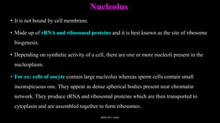 Nucleolus
• It is not bound by cell membrane.
• Made up of rRNA and ribosomal proteins and it is best known as the site of ribosome
biogenesis.
• Depending on synthetic activity of a cell, there are one or more nucleoli present in the
nucleoplasm.
• For ex: cells of oocyte contain large nucleolus whereas sperm cells contain small
inconspicuous one. They appear as dense spherical bodies present near chromatin
network. They produce rRNA and ribosomal proteins which are then transported to
cytoplasm and are assembled together to form ribosomes.
Rahul Sir's notes
 
