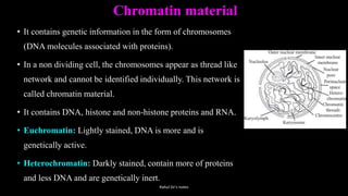 Chromatin material
• It contains genetic information in the form of chromosomes
(DNA molecules associated with proteins).
• In a non dividing cell, the chromosomes appear as thread like
network and cannot be identified individually. This network is
called chromatin material.
• It contains DNA, histone and non-histone proteins and RNA.
• Euchromatin: Lightly stained, DNA is more and is
genetically active.
• Heterochromatin: Darkly stained, contain more of proteins
and less DNA and are genetically inert.
Rahul Sir's notes
 