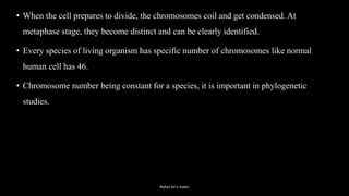 • When the cell prepares to divide, the chromosomes coil and get condensed. At
metaphase stage, they become distinct and can be clearly identified.
• Every species of living organism has specific number of chromosomes like normal
human cell has 46.
• Chromosome number being constant for a species, it is important in phylogenetic
studies.
Rahul Sir's notes
 