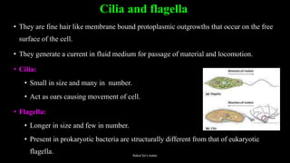 Cilia and flagella
• They are fine hair like membrane bound protoplasmic outgrowths that occur on the free
surface of the cell.
• They generate a current in fluid medium for passage of material and locomotion.
• Cilia:
• Small in size and many in number.
• Act as oars causing movement of cell.
• Flagella:
• Longer in size and few in number.
• Present in prokaryotic bacteria are structurally different from that of eukaryotic
flagella. Rahul Sir's notes
 