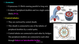 • Axoneme:
• It possesses 11 fibrils running parallel to long axis.
• It shows 9 peripheral doublets and two single central
fibrils (9+2).
• Central tubules:
• They are enclosed by central sheath.
• This sheath is connected to one of the tubules of
peripheral doublets by a radial spoke.
• Central tubules are connected to each other by bridges.
The peripheral doublets are connected to each other
through linkers or interdoublet bridge.
Rahul Sir's notes
 