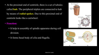 • At the proximal end of centriole, there is a set of tubules
called hub. The peripheral triplets are connected to hub
by means of radial spokes. Due to this proximal end of
centriole looks like a cartwheel.
• Function:
• It help in assembly of spindle apparatus during cell
division.
• It forms basal body of cilia and flagella.
Rahul Sir's notes
 