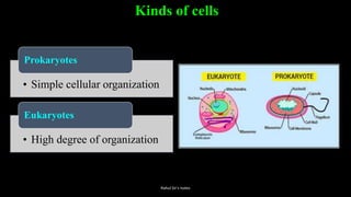 Kinds of cells
• Simple cellular organization
Prokaryotes
• High degree of organization
Eukaryotes
Rahul Sir's notes
 