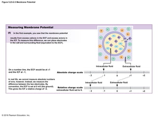 Membrane Transport - Human Physiology Chapter 5 | PPTX
