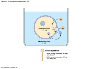 Membrane Transport - Human Physiology Chapter 5 | PPTX