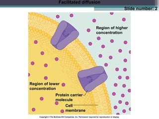 Membrane transport and the membrane potential | PPT