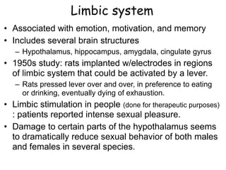 Limbic system
• Associated with emotion, motivation, and memory
• Includes several brain structures
– Hypothalamus, hippocampus, amygdala, cingulate gyrus
• 1950s study: rats implanted w/electrodes in regions
of limbic system that could be activated by a lever.
– Rats pressed lever over and over, in preference to eating
or drinking, eventually dying of exhaustion.
• Limbic stimulation in people (done for therapeutic purposes)
: patients reported intense sexual pleasure.
• Damage to certain parts of the hypothalamus seems
to dramatically reduce sexual behavior of both males
and females in several species.
 