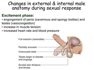 Changes in external & internal male
anatomy during sexual response
Excitement phase:
• engorgement of penis (cavernous and spongy bodies) and
testes (vasocongestion)
• increase in muscle tension
• increased heart rate and blood pressure
 