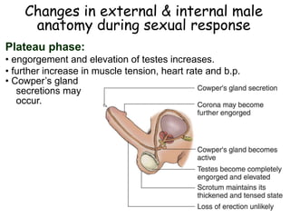 Changes in external & internal male
anatomy during sexual response
Plateau phase:
• engorgement and elevation of testes increases.
• further increase in muscle tension, heart rate and b.p.
• Cowper’s gland
secretions may
occur.
 