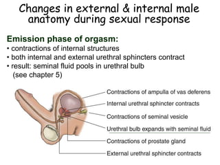 Changes in external & internal male
anatomy during sexual response
Emission phase of orgasm:
• contractions of internal structures
• both internal and external urethral sphincters contract
• result: seminal fluid pools in urethral bulb
(see chapter 5)
 