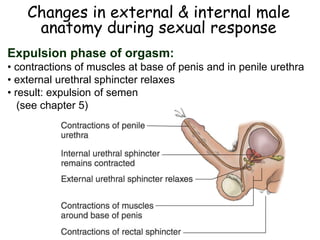 Changes in external & internal male
anatomy during sexual response
Expulsion phase of orgasm:
• contractions of muscles at base of penis and in penile urethra
• external urethral sphincter relaxes
• result: expulsion of semen
(see chapter 5)
 