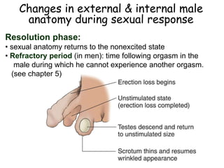 Changes in external & internal male
anatomy during sexual response
Resolution phase:
• sexual anatomy returns to the nonexcited state
• Refractory period (in men): time following orgasm in the
male during which he cannot experience another orgasm.
(see chapter 5)
 