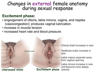 Changes in external female anatomy
during sexual response
Excitement phase:
• engorgement of clitoris, labia minora, vagina, and nipples
(vasocongestion); produces vaginal lubrication.
• increase in muscle tension
• increased heart rate and blood pressure
Unaroused state Excitement phase
 