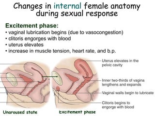 Changes in internal female anatomy
during sexual response
Excitement phase:
• vaginal lubrication begins (due to vasocongestion)
• clitoris engorges with blood
• uterus elevates
• increase in muscle tension, heart rate, and b.p.
Unaroused state Excitement phase
 