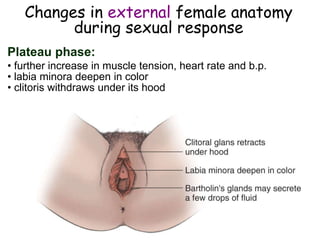 Changes in external female anatomy
during sexual response
Plateau phase:
• further increase in muscle tension, heart rate and b.p.
• labia minora deepen in color
• clitoris withdraws under its hood
 