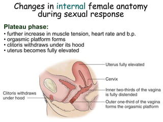 Changes in internal female anatomy
during sexual response
Plateau phase:
• further increase in muscle tension, heart rate and b.p.
• orgasmic platform forms
• clitoris withdraws under its hood
• uterus becomes fully elevated
 