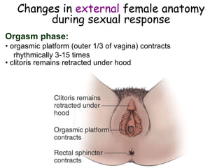 Changes in external female anatomy
during sexual response
Orgasm phase:
• orgasmic platform (outer 1/3 of vagina) contracts
rhythmically 3-15 times
• clitoris remains retracted under hood
 