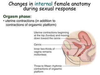 Changes in internal female anatomy
during sexual response
Orgasm phase:
• uterine contractions (in addition to
contractions of orgasmic platform)
 