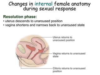 Changes in internal female anatomy
during sexual response
Resolution phase:
• uterus descends to unaroused position
• vagina shortens and narrows back to unaroused state
 
