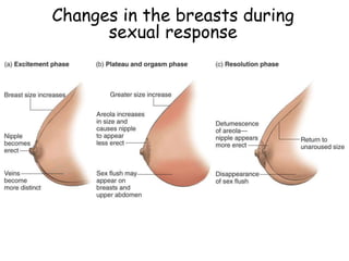 Changes in the breasts during
sexual response
 