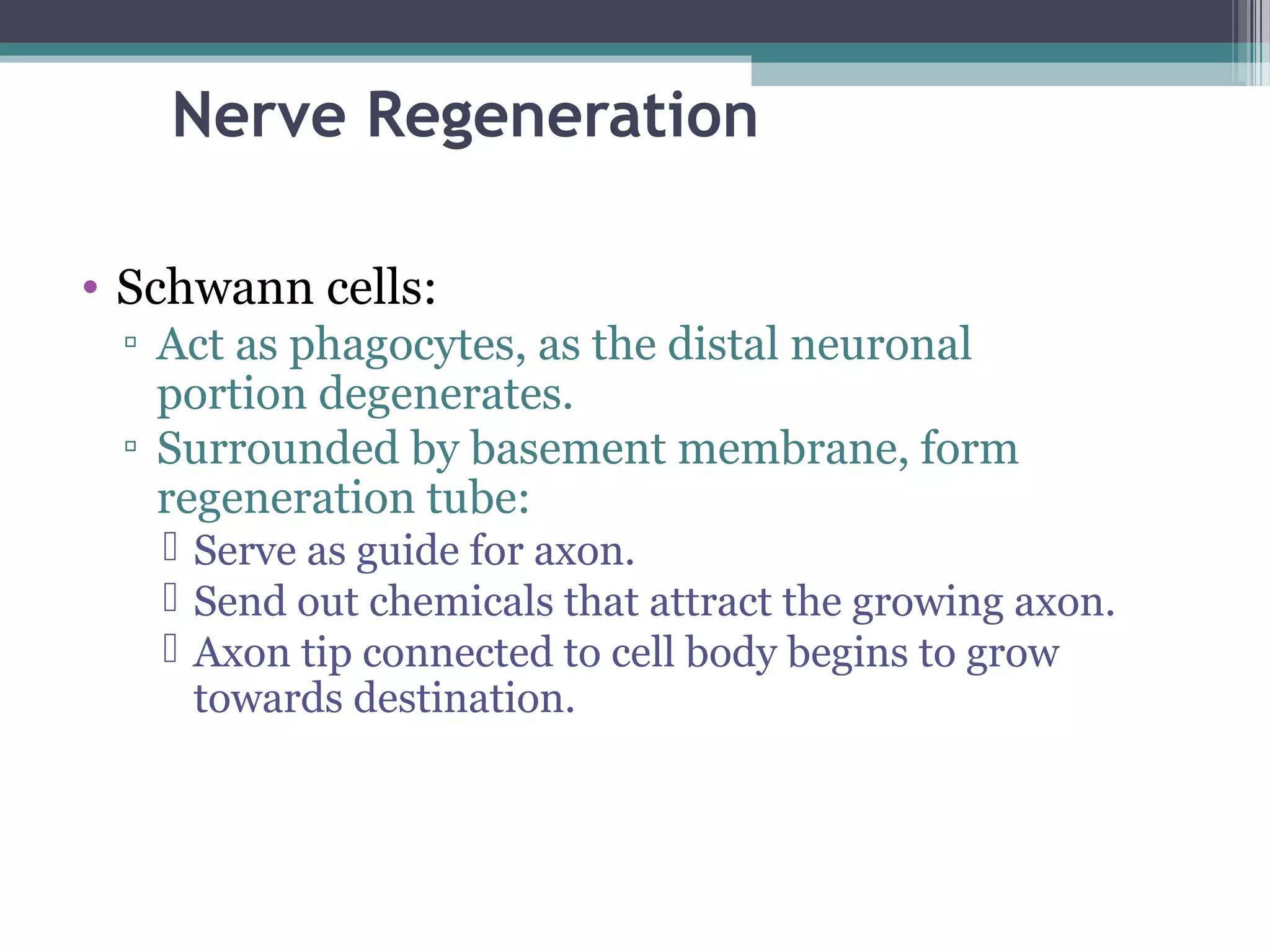 Nerve Regeneration
• Schwann cells:
▫ Act as phagocytes, as the distal neuronal
portion degenerates.
▫ Surrounded by basement membrane, form
regeneration tube:
 Serve as guide for axon.
 Send out chemicals that attract the growing axon.
 Axon tip connected to cell body begins to grow
towards destination.
 