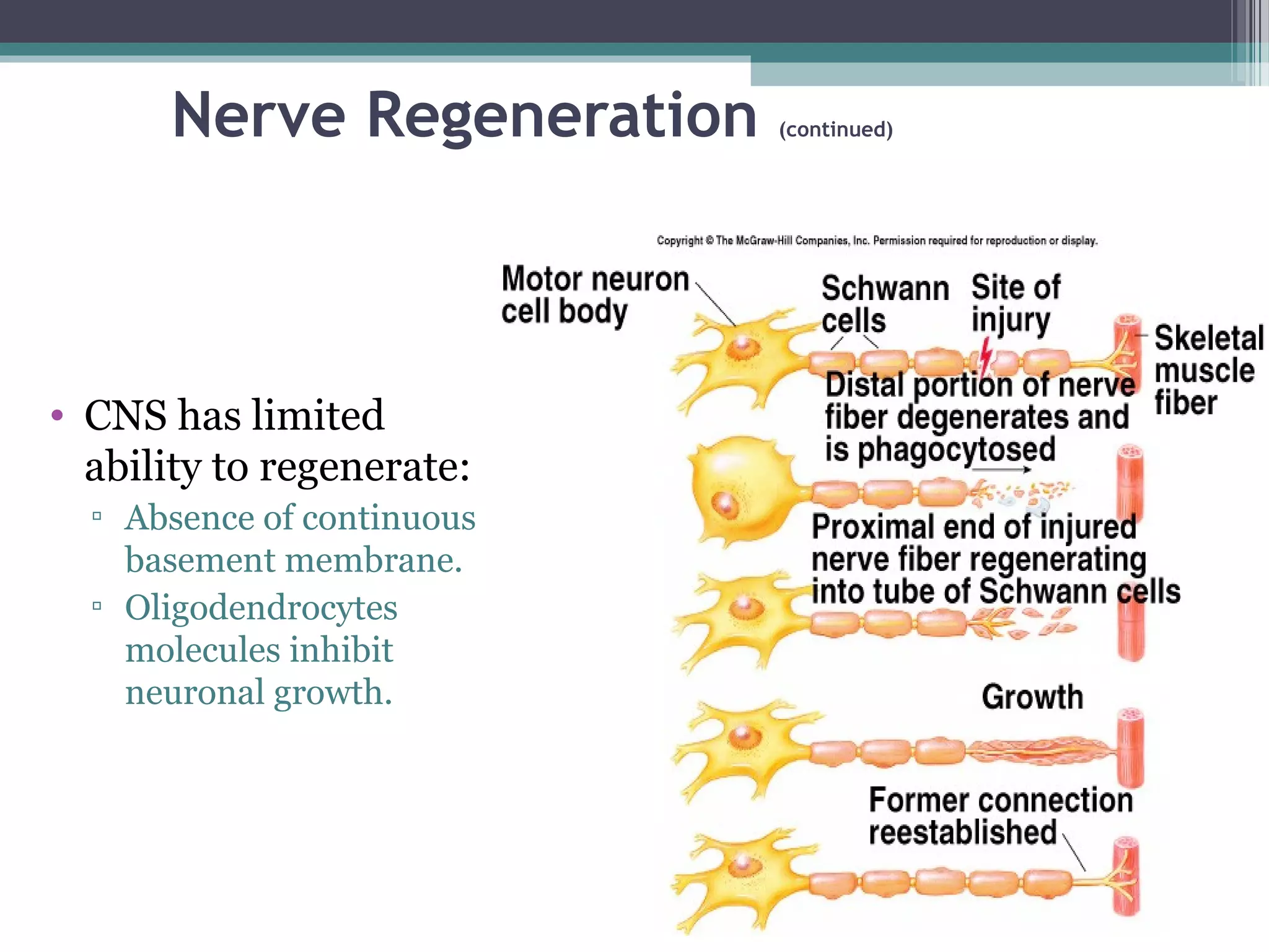 Nerve Regeneration (continued)
• CNS has limited
ability to regenerate:
▫ Absence of continuous
basement membrane.
▫ Oligodendrocytes
molecules inhibit
neuronal growth.
 