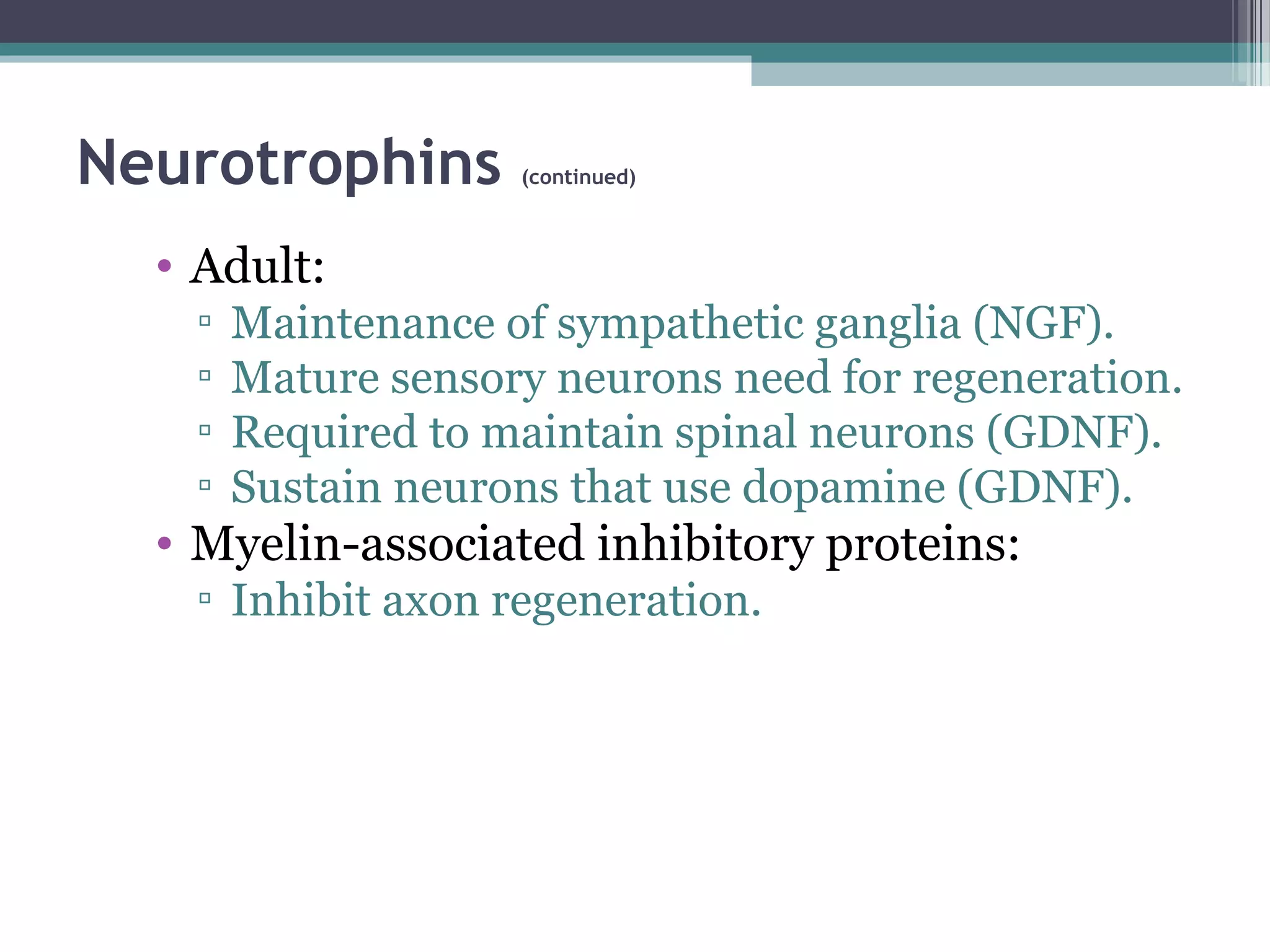 Neurotrophins (continued)
• Adult:
▫ Maintenance of sympathetic ganglia (NGF).
▫ Mature sensory neurons need for regeneration.
▫ Required to maintain spinal neurons (GDNF).
▫ Sustain neurons that use dopamine (GDNF).
• Myelin-associated inhibitory proteins:
▫ Inhibit axon regeneration.
 