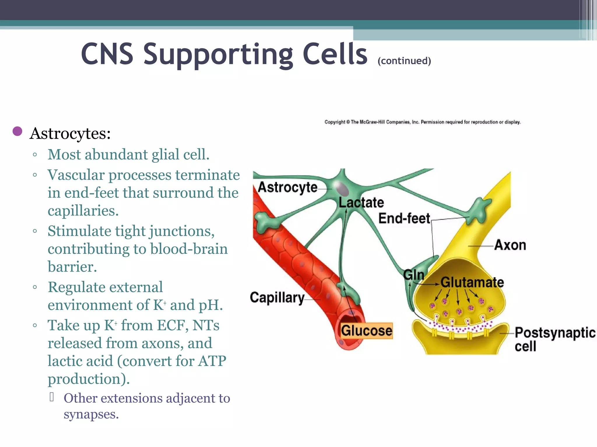 CNS Supporting Cells (continued)
Astrocytes:
◦ Most abundant glial cell.
◦ Vascular processes terminate
in end-feet that surround the
capillaries.
◦ Stimulate tight junctions,
contributing to blood-brain
barrier.
◦ Regulate external
environment of K+
and pH.
◦ Take up K+
from ECF, NTs
released from axons, and
lactic acid (convert for ATP
production).
 Other extensions adjacent to
synapses.
 