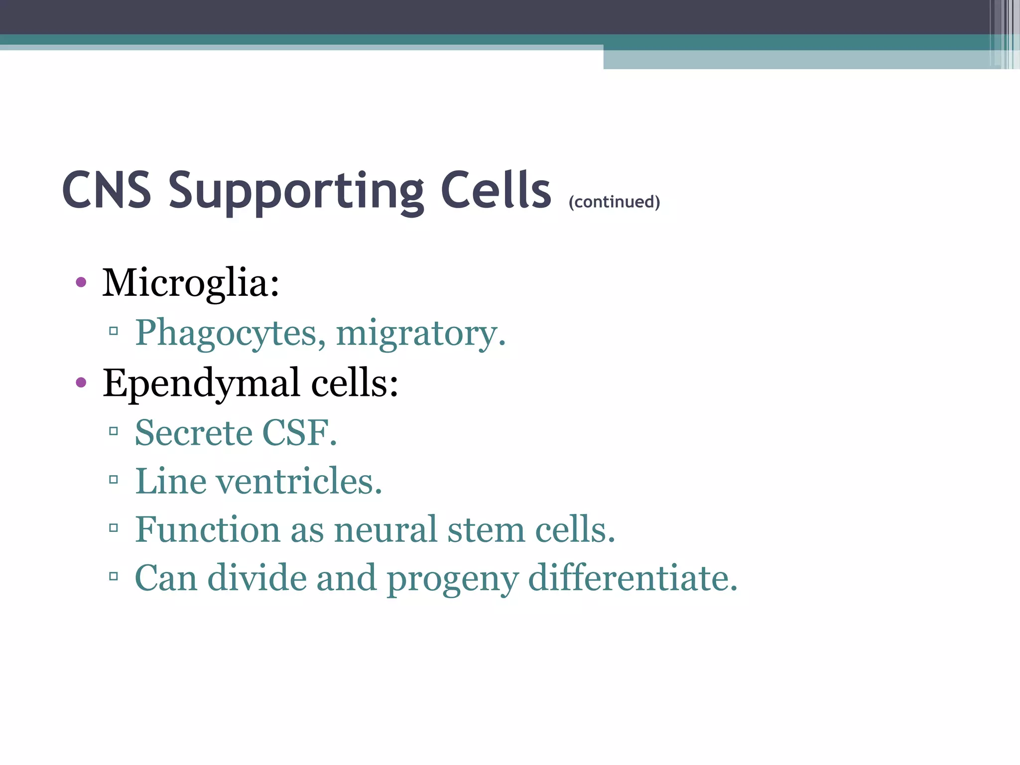 CNS Supporting Cells (continued)
• Microglia:
▫ Phagocytes, migratory.
• Ependymal cells:
▫ Secrete CSF.
▫ Line ventricles.
▫ Function as neural stem cells.
▫ Can divide and progeny differentiate.
 