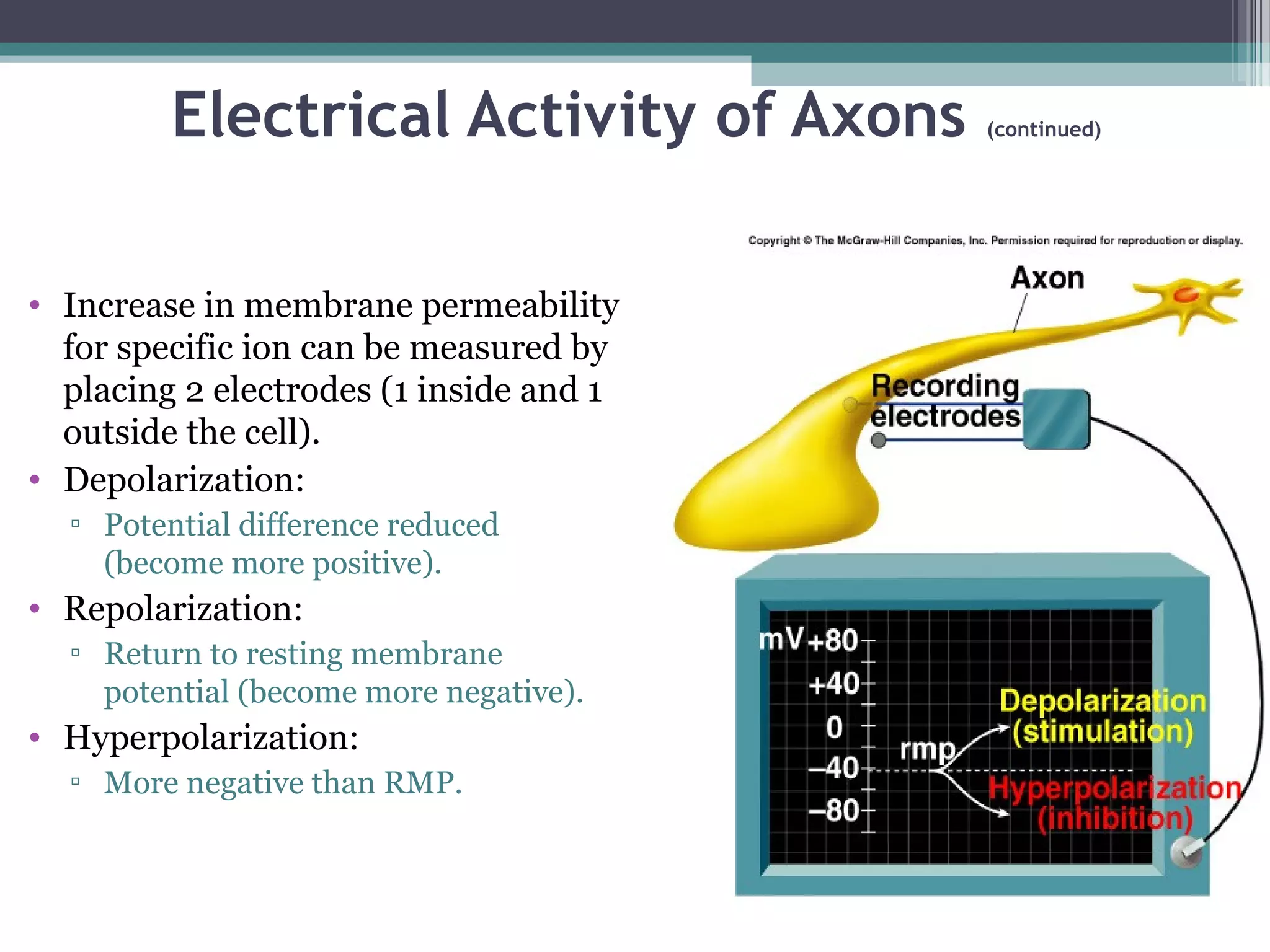 Electrical Activity of Axons (continued)
• Increase in membrane permeability
for specific ion can be measured by
placing 2 electrodes (1 inside and 1
outside the cell).
• Depolarization:
▫ Potential difference reduced
(become more positive).
• Repolarization:
▫ Return to resting membrane
potential (become more negative).
• Hyperpolarization:
▫ More negative than RMP.
 