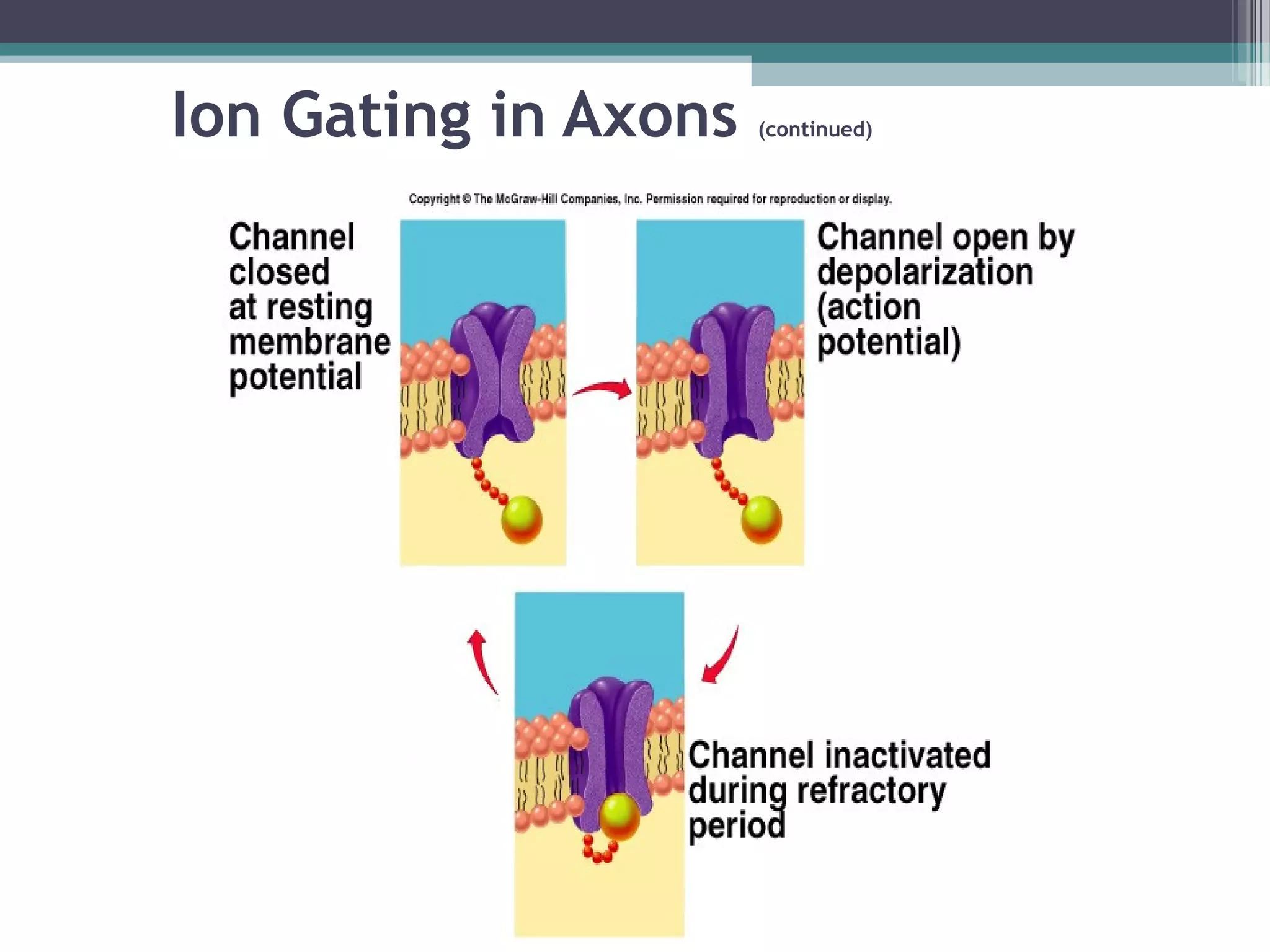 Ion Gating in Axons (continued)
 