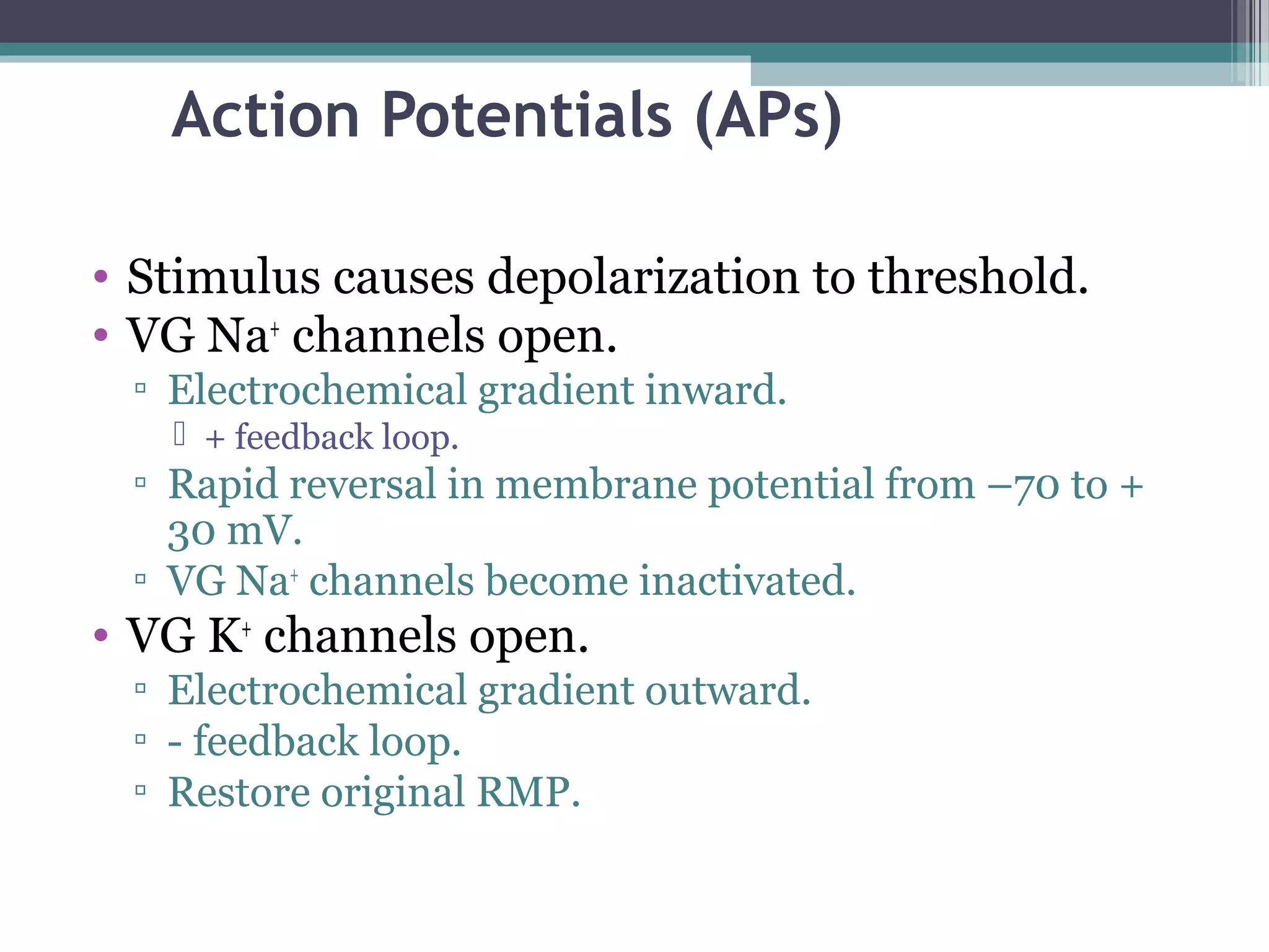 Action Potentials (APs)
• Stimulus causes depolarization to threshold.
• VG Na+
channels open.
▫ Electrochemical gradient inward.
 + feedback loop.
▫ Rapid reversal in membrane potential from –70 to +
30 mV.
▫ VG Na+
channels become inactivated.
• VG K+
channels open.
▫ Electrochemical gradient outward.
▫ - feedback loop.
▫ Restore original RMP.
 