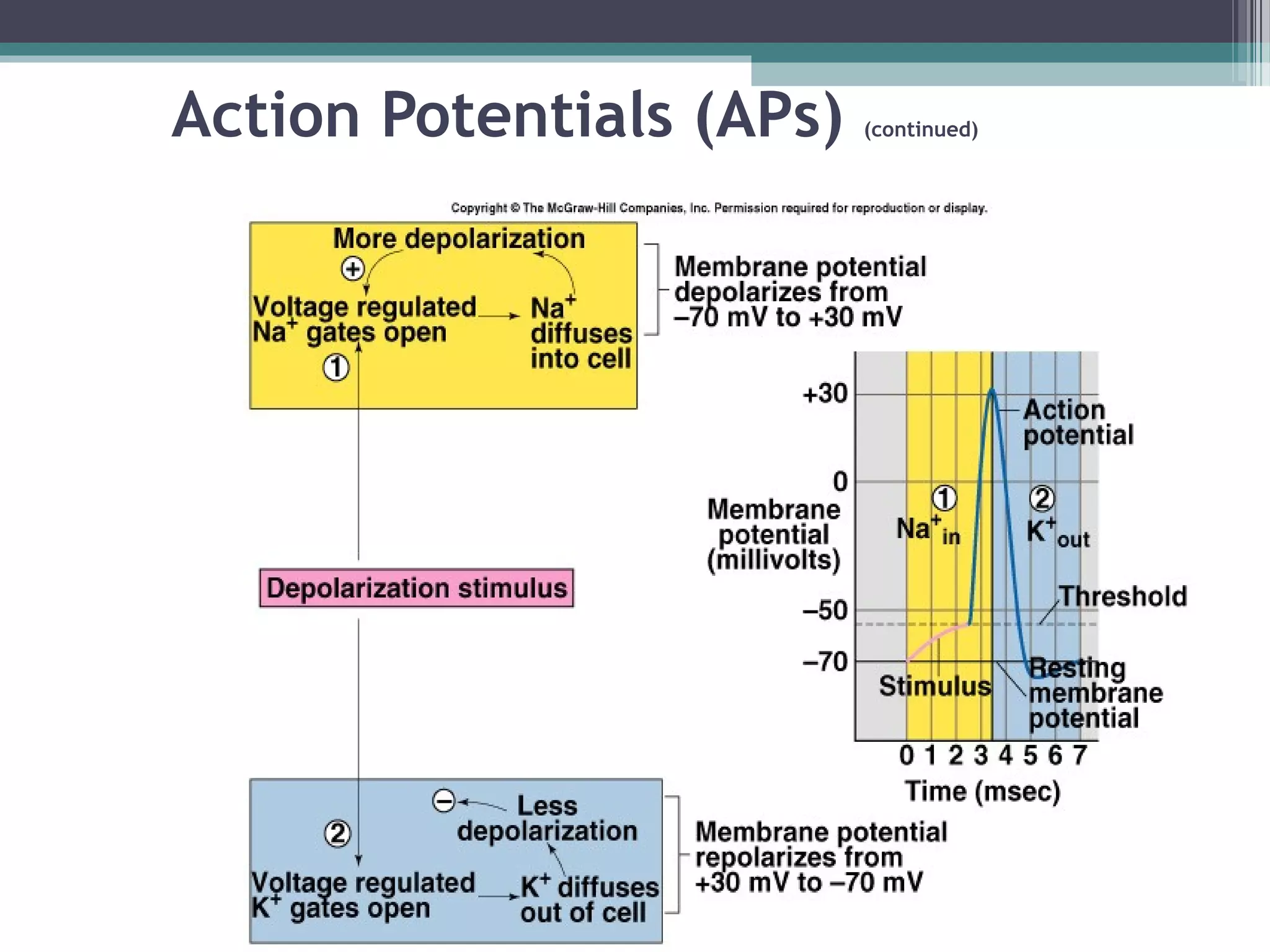 Action Potentials (APs) (continued)
 