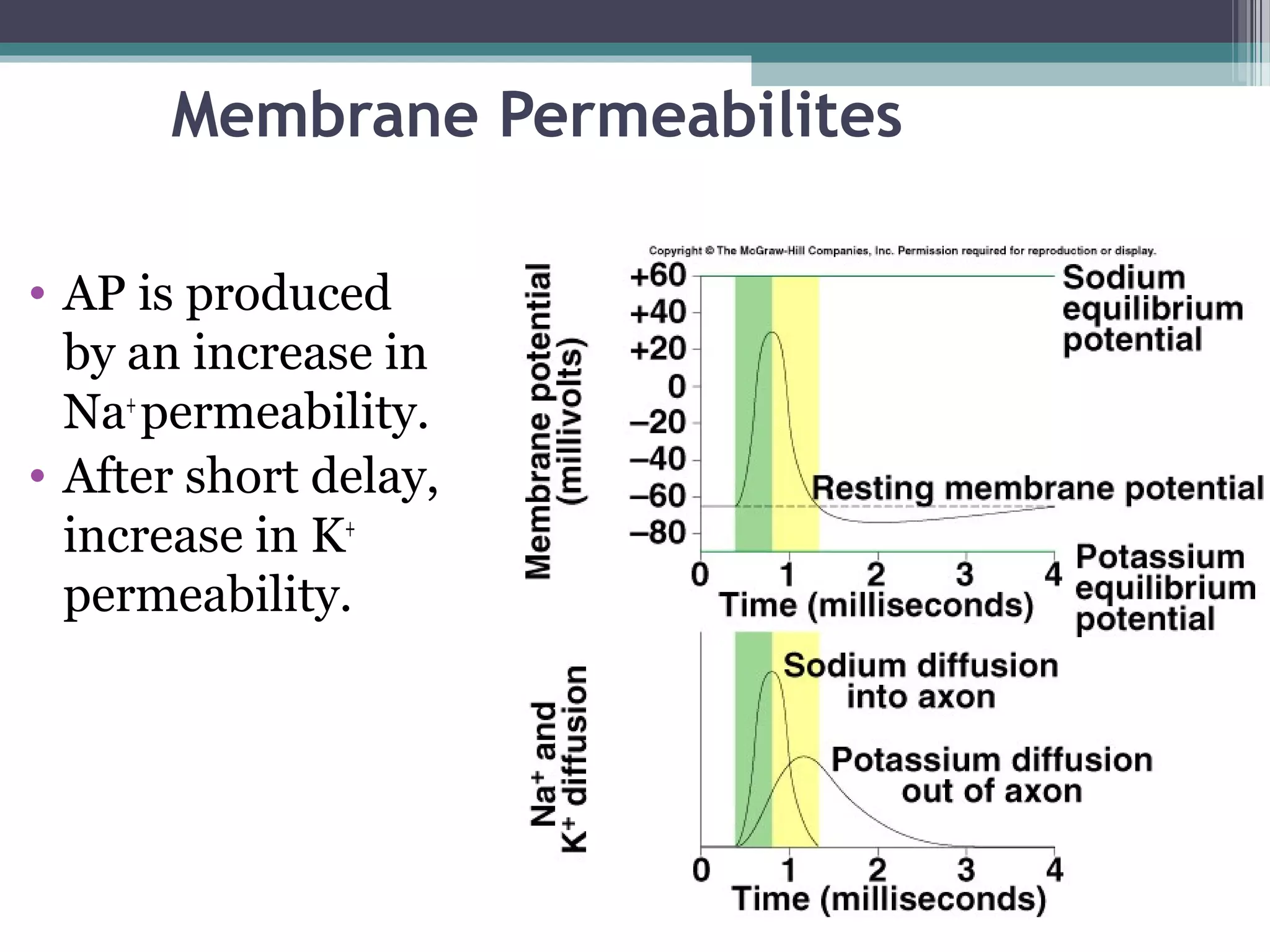 Membrane Permeabilites
• AP is produced
by an increase in
Na+
permeability.
• After short delay,
increase in K+
permeability.
 