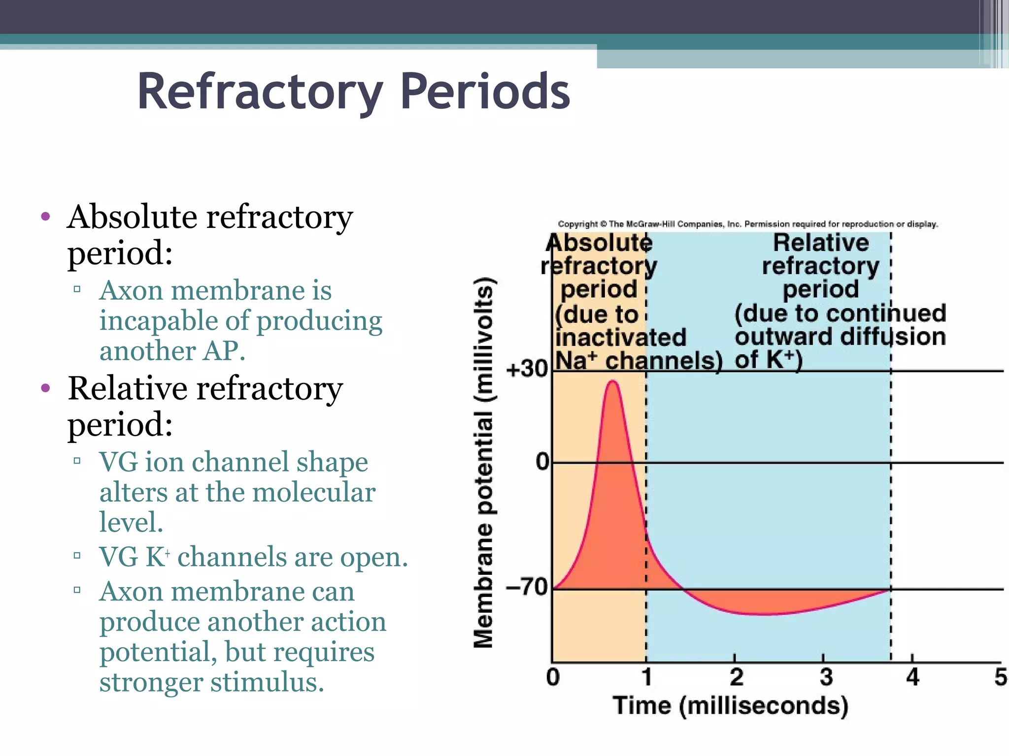Refractory Periods
• Absolute refractory
period:
▫ Axon membrane is
incapable of producing
another AP.
• Relative refractory
period:
▫ VG ion channel shape
alters at the molecular
level.
▫ VG K+
channels are open.
▫ Axon membrane can
produce another action
potential, but requires
stronger stimulus.
 
